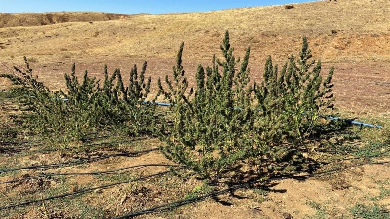 Bingöl’de terörün finans kaynağına darbe: 3 milyon kök kenevir ele geçirildi
