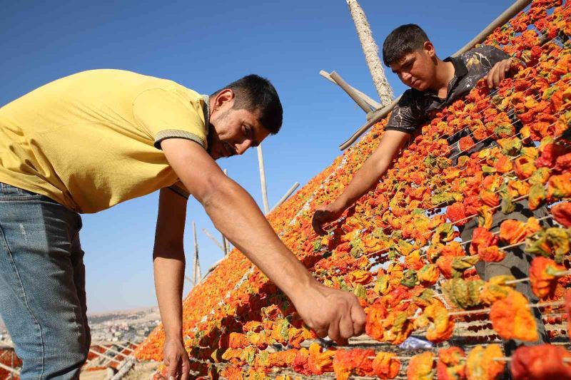 Gaziantep’te sezonun son kurutmalıkları güneşe bırakıldı
