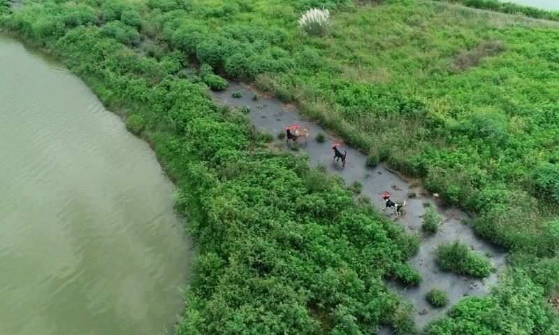 Tayvan’da sokak köpekleri sorununa dronlu çözüm
