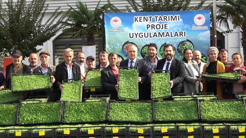 Yalova’da 35 çiftçiye 500 bin adet kıvırcık fidesi dağıtıldı
