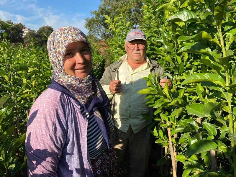 35 yıldır turunç fidanlarını aşılıyorlar
