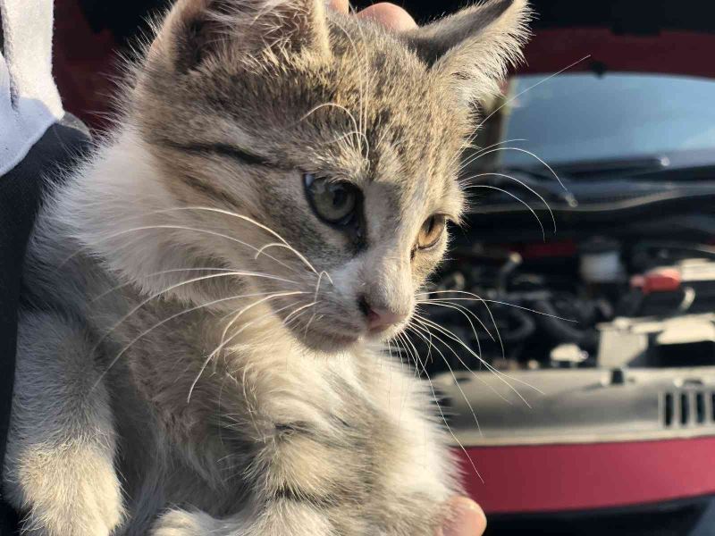Otomobilin motor kısmına giren yavru kedi kurtarıldı
