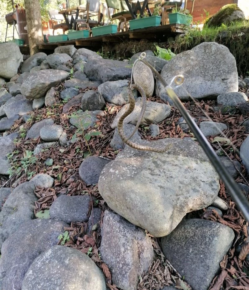 Fırtına Deresi’nde alabalık tutmak istedi, oltasına yılan takıldı
