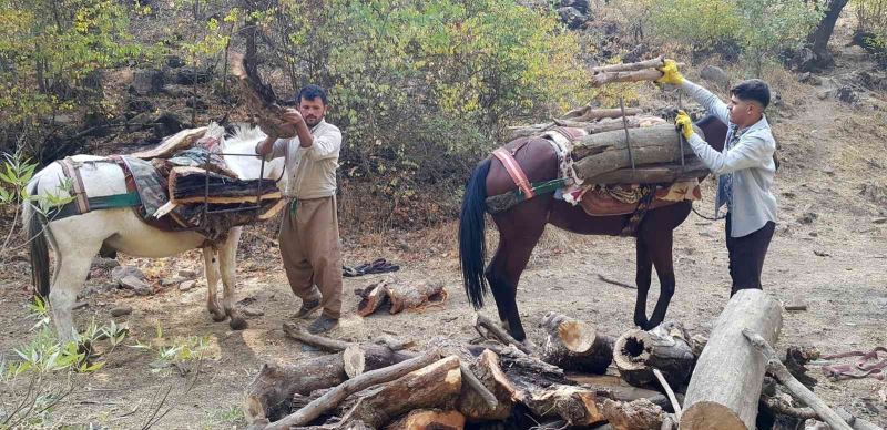 Derecik’te kışlık odun toplama telaşı
