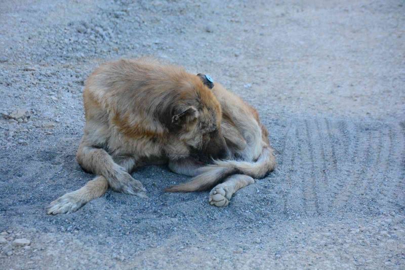 Talihsiz köpeğin başına gelmeyen kalmadı
