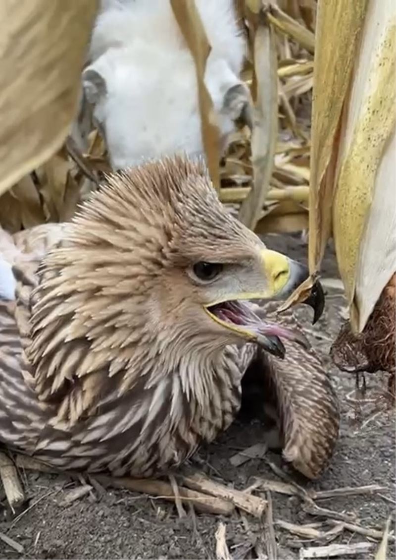 Mısır tarlasına inen kartal ve akbaşlar böyle karşılaştı
