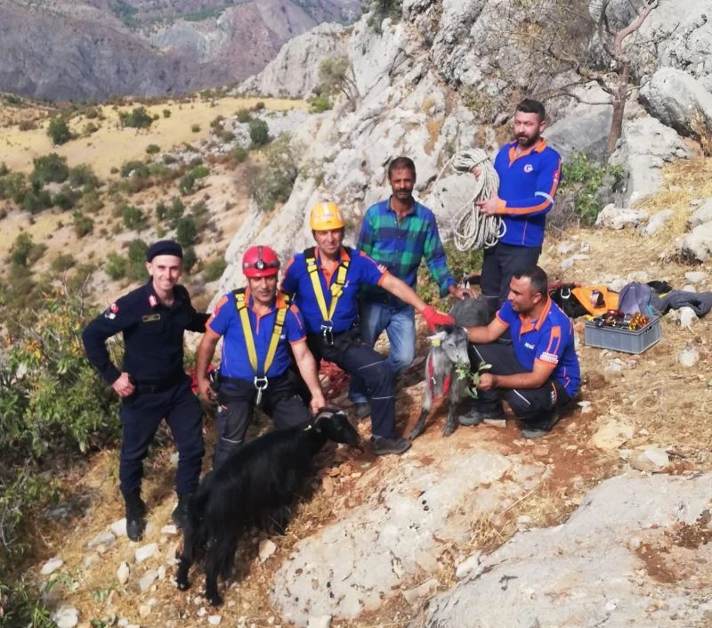 Uçurumda 3 gün mahsur keçileri AFAD kurtardı
