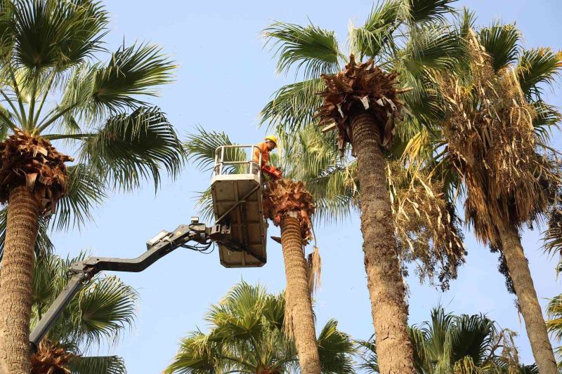 Marmaris’te palmiyeler bakıma alındı
