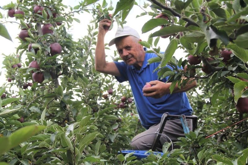 Isparta’da elma üretiminin ekonomiye katkısı 2,5 milyar TL oldu
