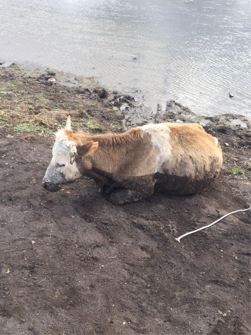 Bataklığa saplanan inek kurtarıldı
