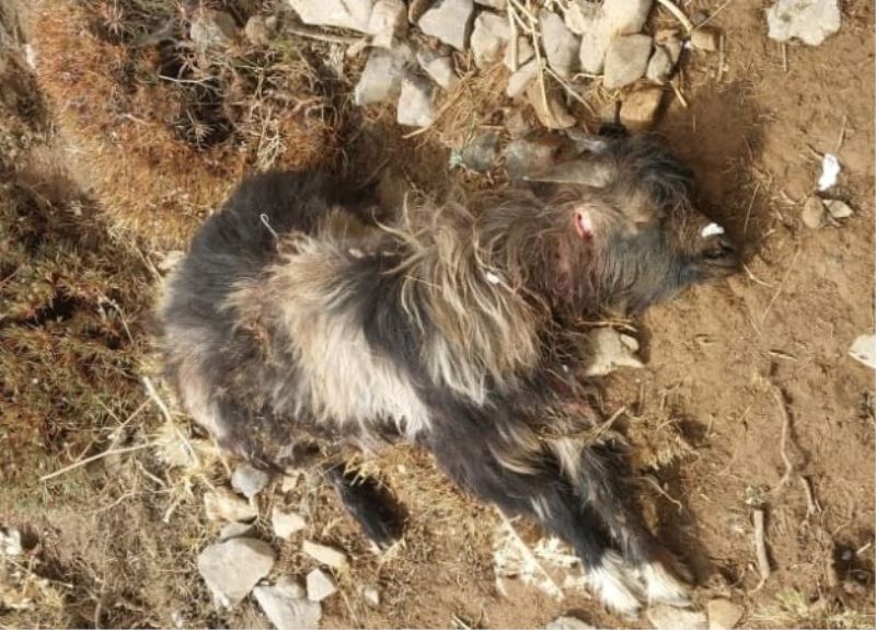 Tatvan’da sürüye kurt saldırdı, 55 koyun telef oldu
