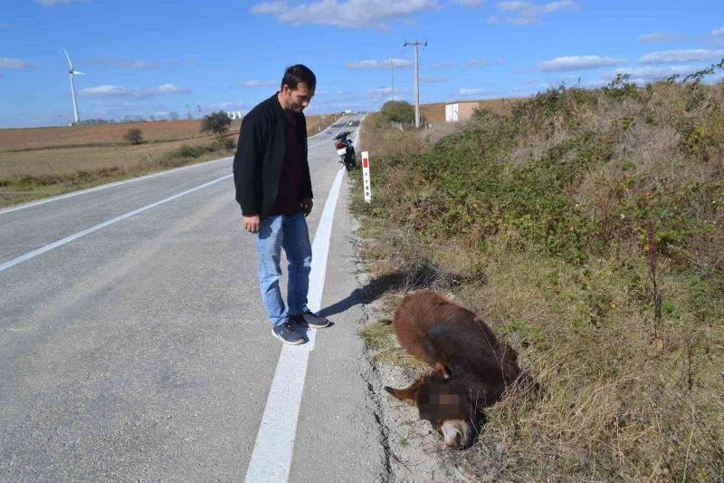 Tekirdağ yürek burkan görüntü: Arabanın çarptığı eşek ölüme terk edildi
