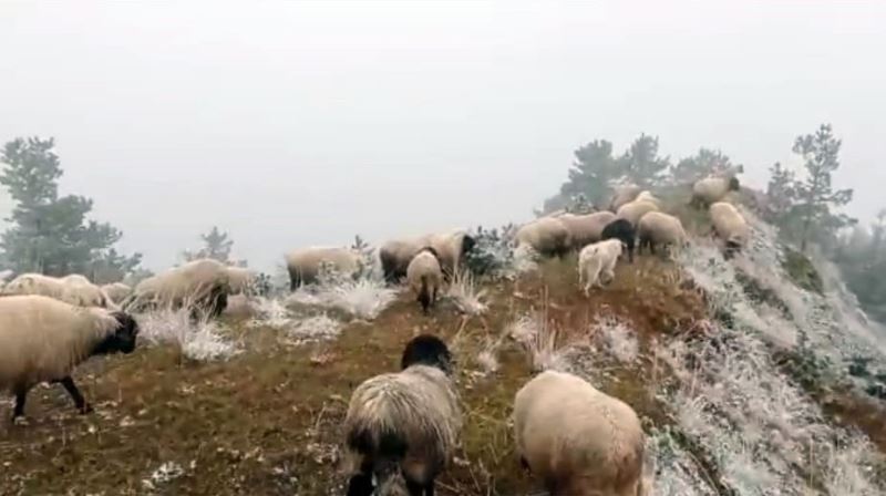 Çobanların kar altında zorlu mesaisi
