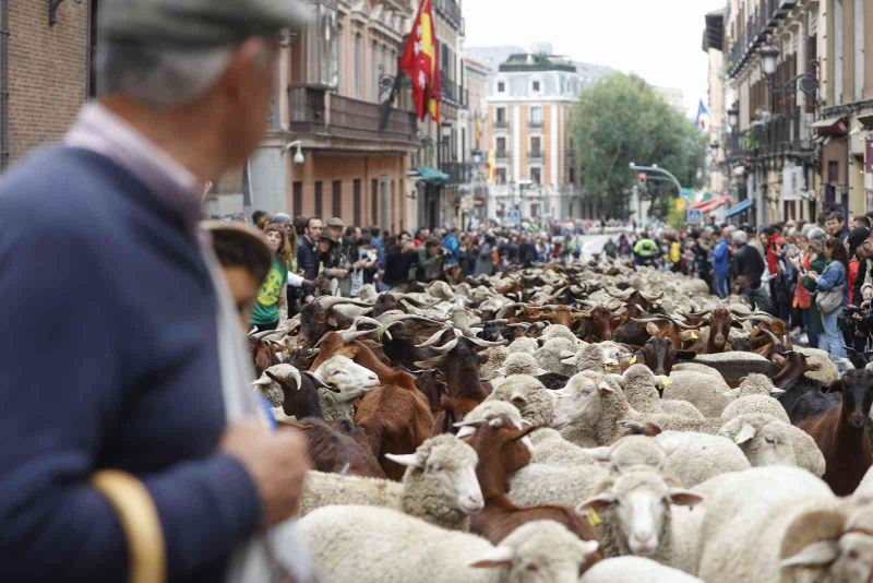 Yüzlerce koyun ve keçi Madrid sokaklarında turladı
