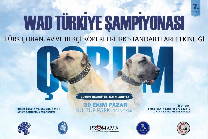 Türk çoban köpeği ırkları Çorum’da podyuma çıkacak
