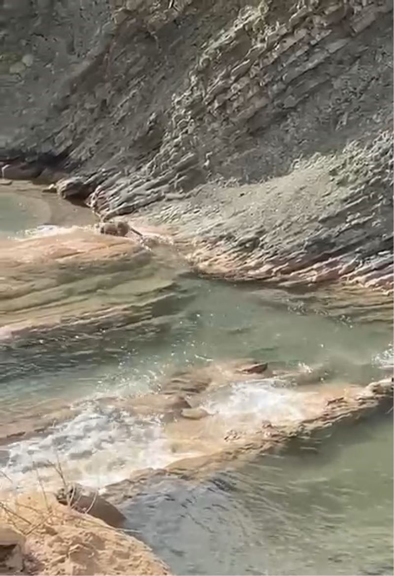 Koruma altındaki su samuru balık avlarken görüldü
