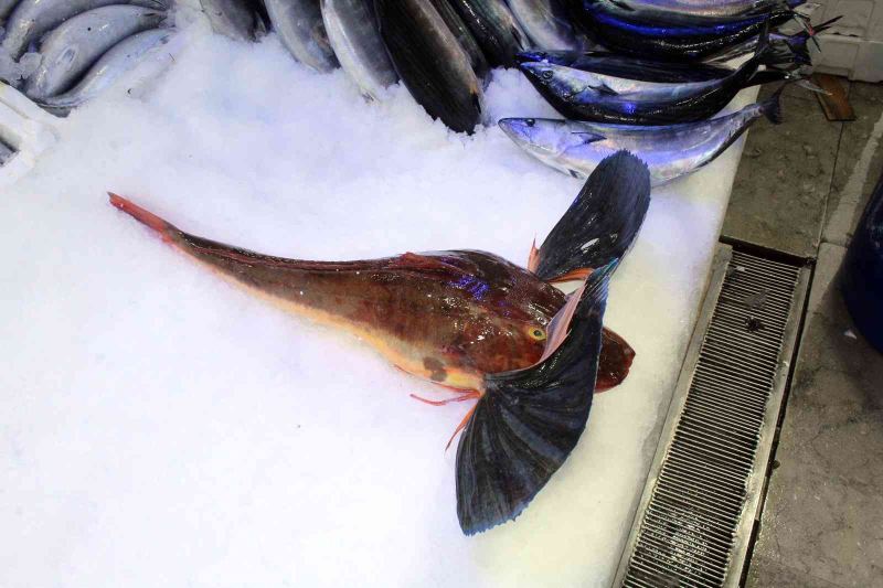 Sinop’ta nadir bulunan 3 kiloluk kırlangıç balığı 700 liraya satılıyor
