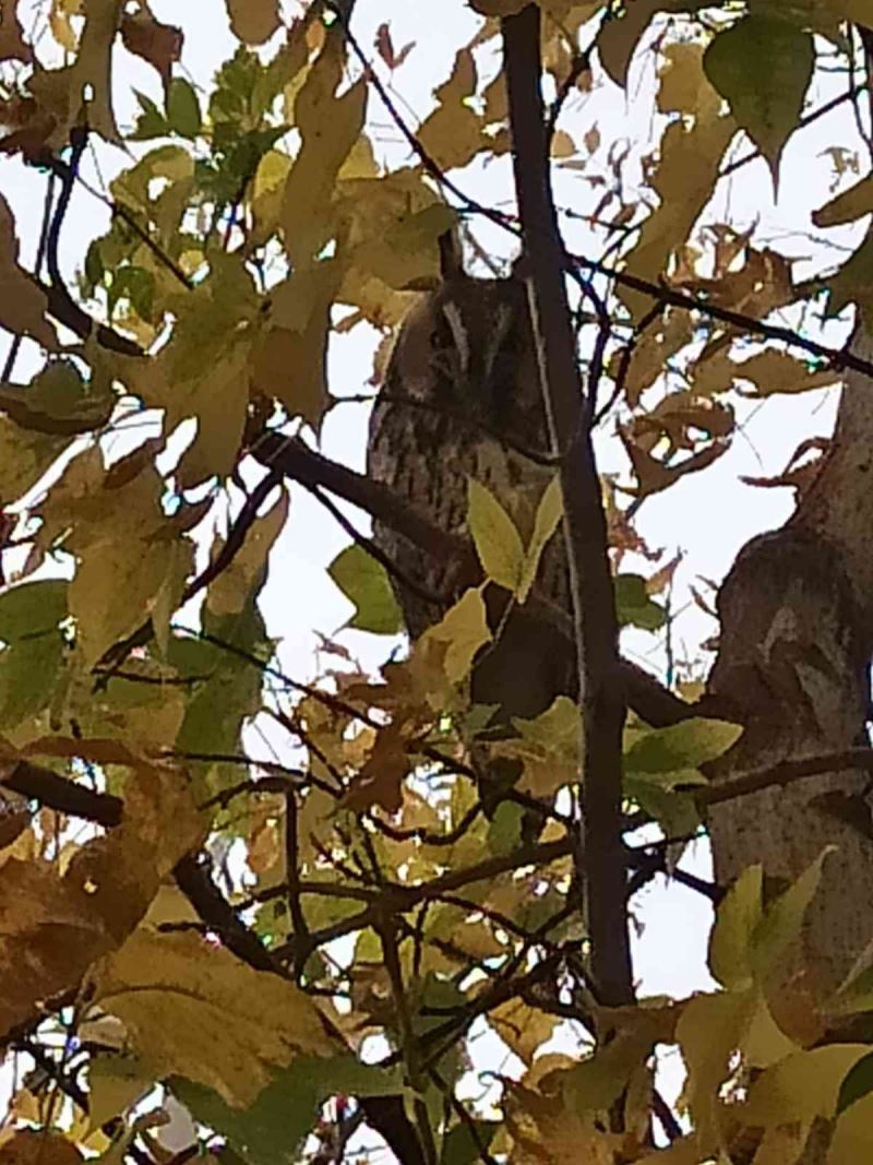 Saray’da kulaklı orman baykuşu görüntülendi
