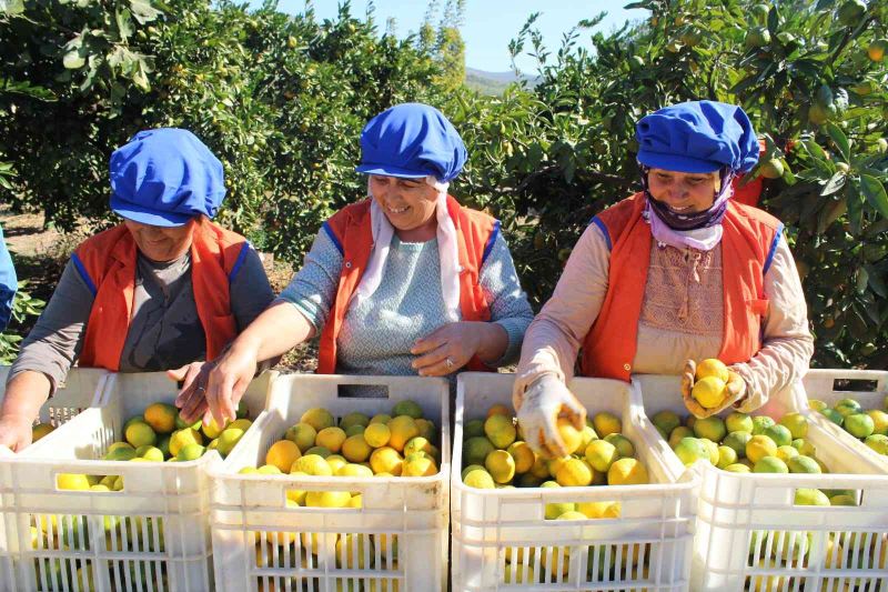 Sarı altın satsumada hasat zamanı
