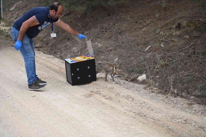 Gübre havuzuna düşen “Leblebi” doğaya salındı
