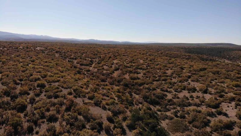  Kışa hazırlanan ağaçlar renk cümbüşü oluşturdu
