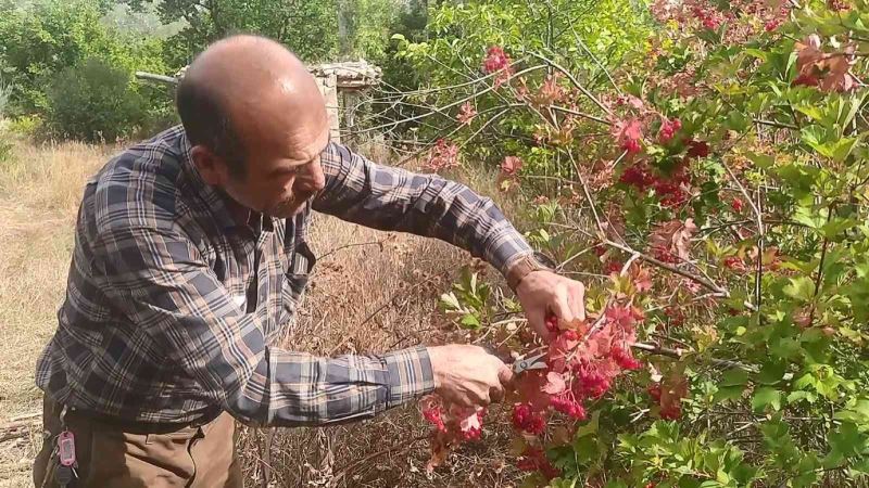 Şifa deposu Gilaburu hasadı başladı
