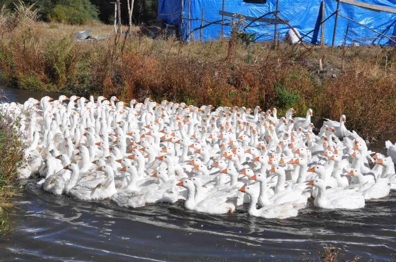 Kars’ta kazlar besiye alındı

