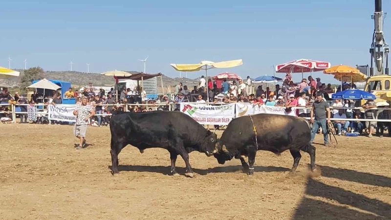 Datça’da boğa güreşleri nefes kesti
