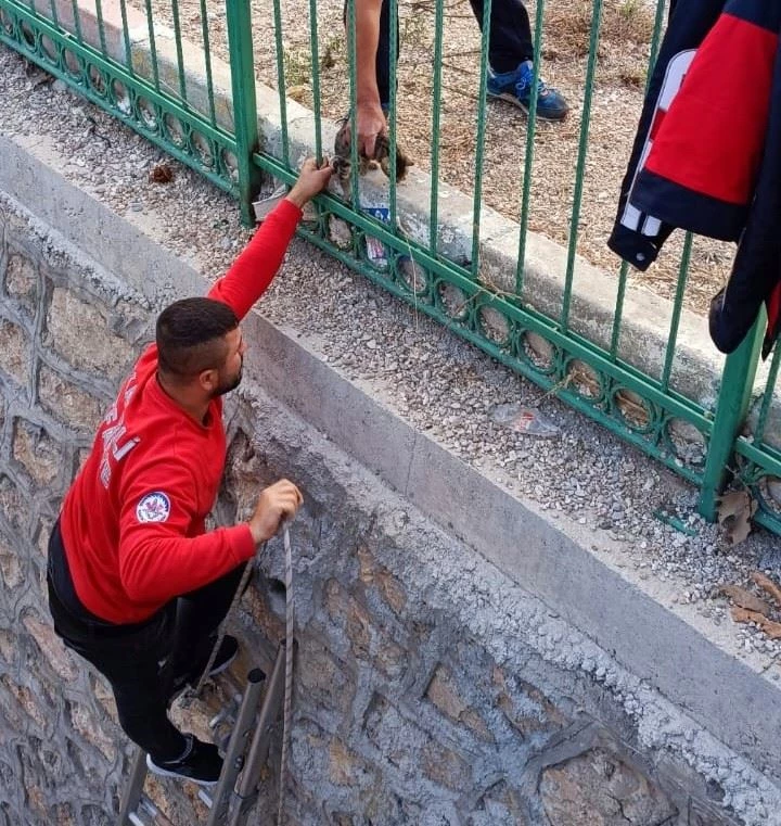 Derede mahsur kalan yavru kediyi itfaiye kurtardı