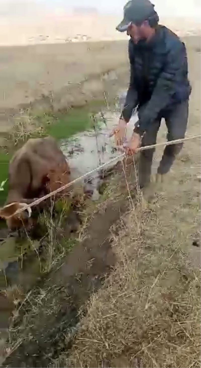 Yüksekova’da bataklığa saplanan ineği itfaiye ekipleri kurtardı
