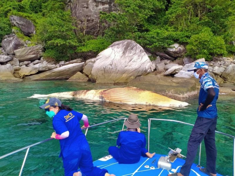 Tayland’da ölü balina kıyıya vurdu

