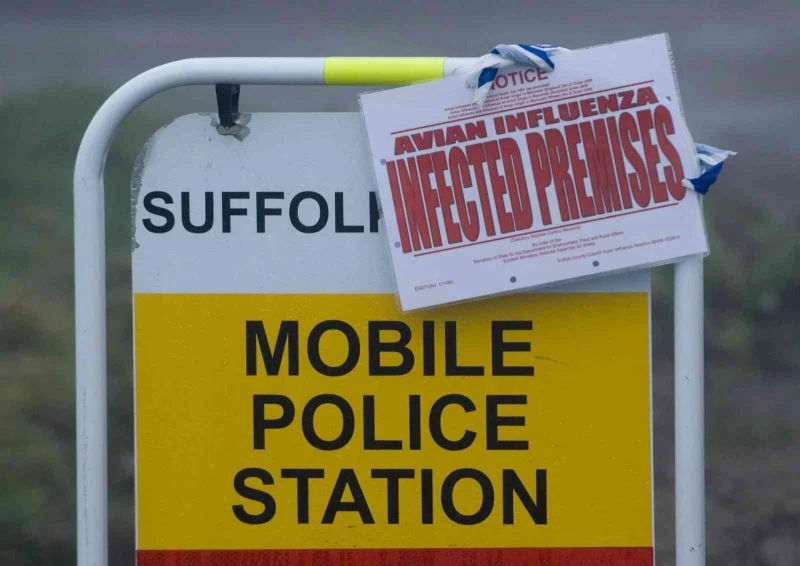 İngiltere’de 7 Kasım’dan itibaren kuş gribi nedeniyle tüm kümes hayvanları içeride tutulacak
