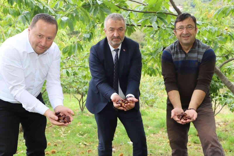 Nebiyan kestanesinde çeşit analizi devam ediyor
