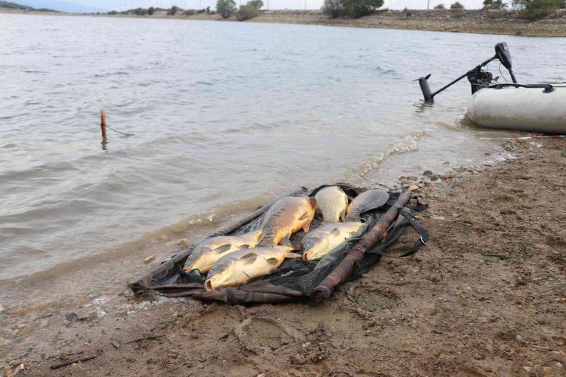 Bolu’da kiloluk sazan balıkları kıyıya vurdu
