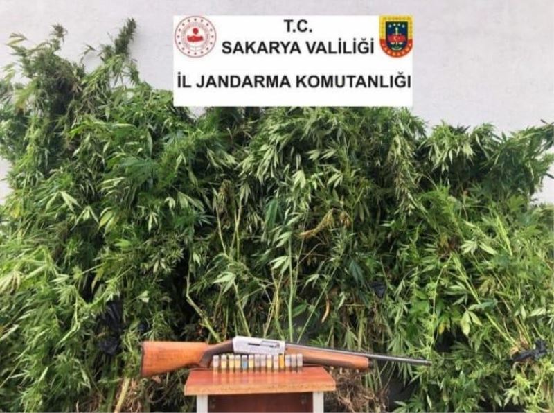 Sakarya’da 120 kök kenevir bitkisi, 3 kilo 810 gram esrar yakalandı
