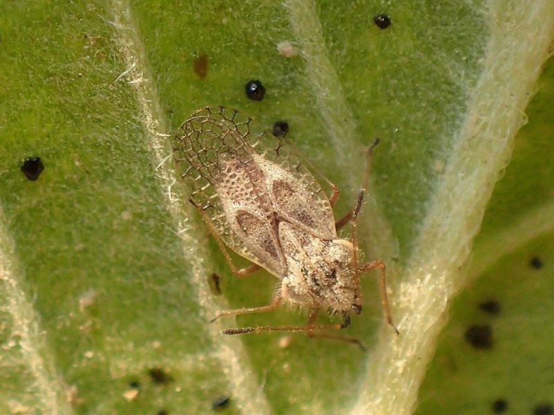 Kocaeli Büyükşehir Belediyesi: 