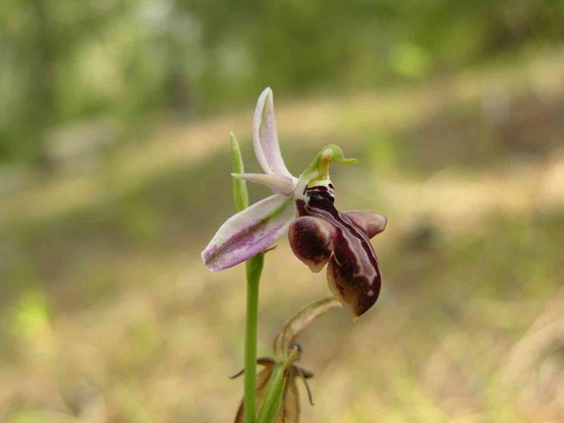 Dünyada sadece Manavgat’ta olan Antalya orkidesi 10 yıl sonra yeniden bulundu
