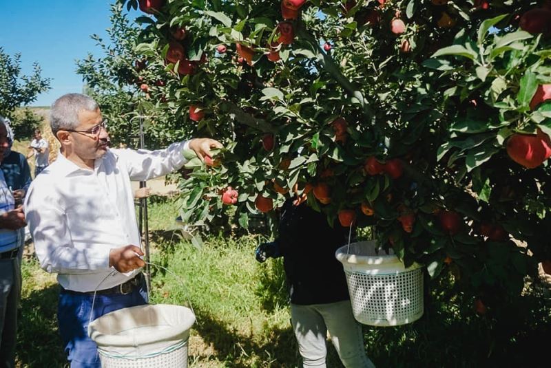 Çivril’de ilk elma hasadını Başkan Vural gerçekleştirdi
