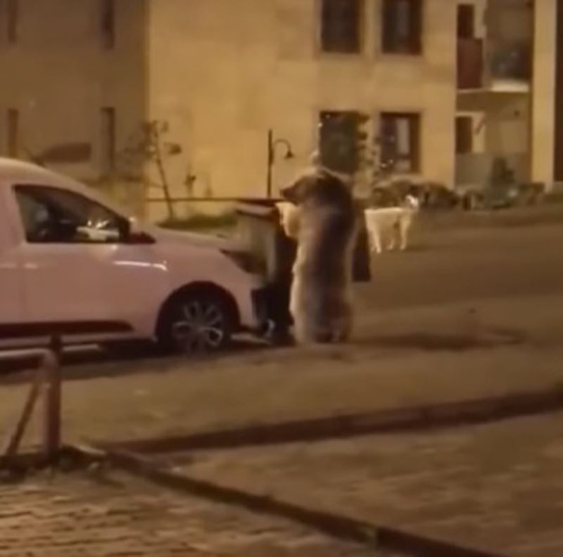 Sarıkamış’ta ayılar sokaklarda dolaşıyor
