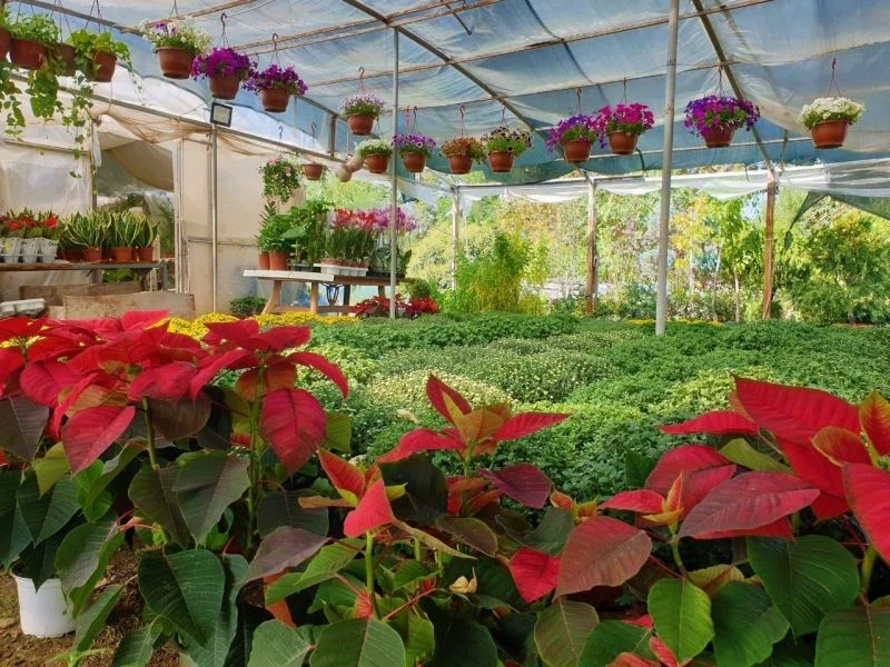 Sonbaharın en çok tercih edilen çiçekleri
