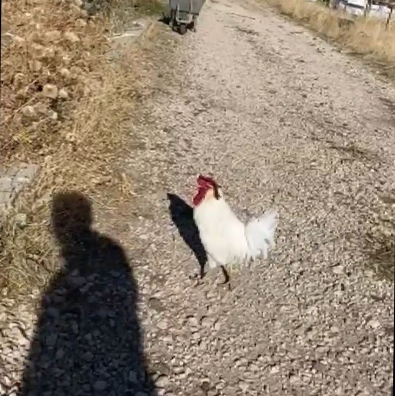 Elektrik sayacını okumak için eve yaklaşan personel, horozun saldırısı sonucu neye uğradığını şaşırdı
