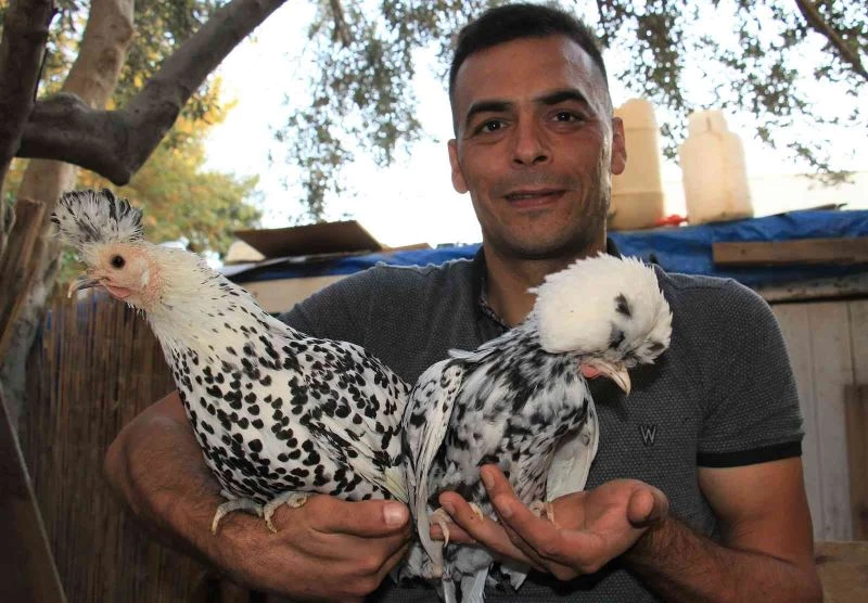 Bu tavukların yumurtası yurt içinde 80, yurt dışında 150 lira
