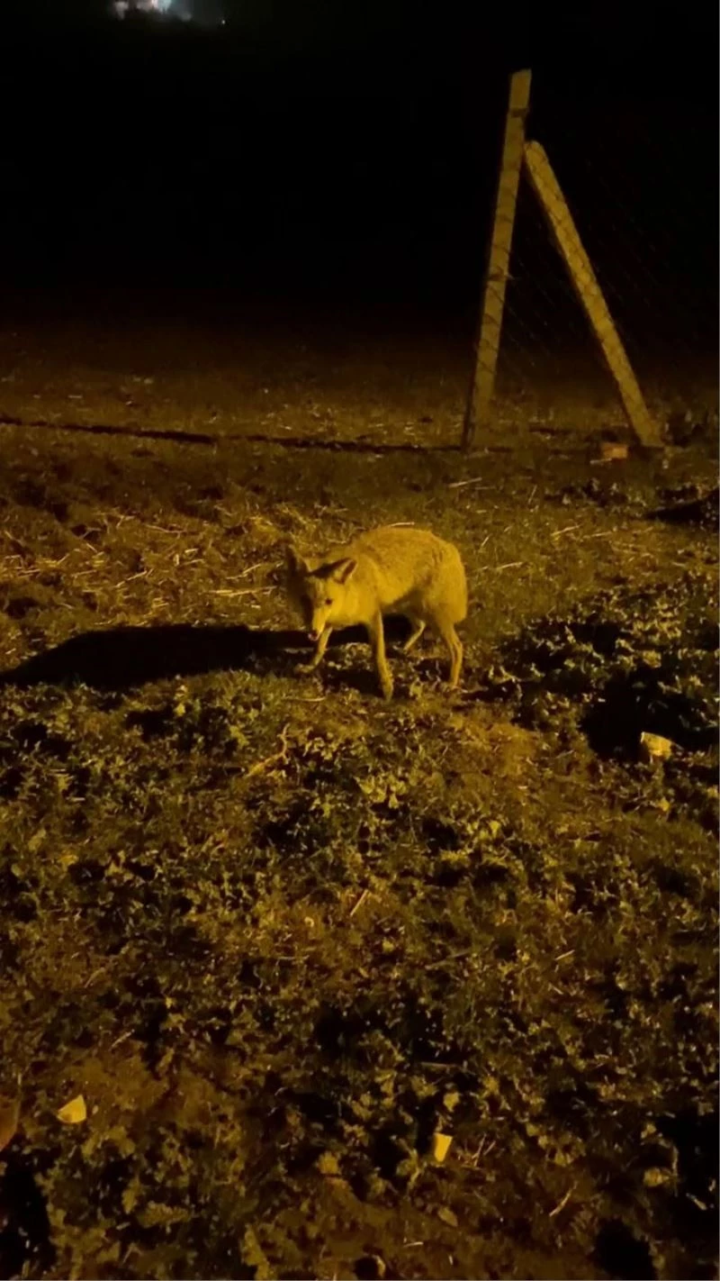 Aç kalan tilkiyi peynirle besledi
