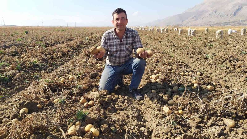 Yaylada patates hasadı sona erdi
