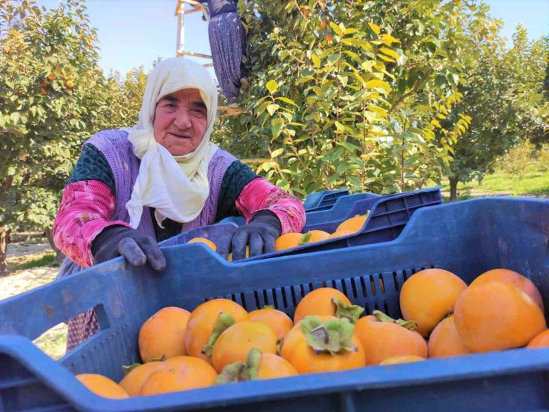 Torunun torunuyla akşama kadar tarlada hasat yapıyor
