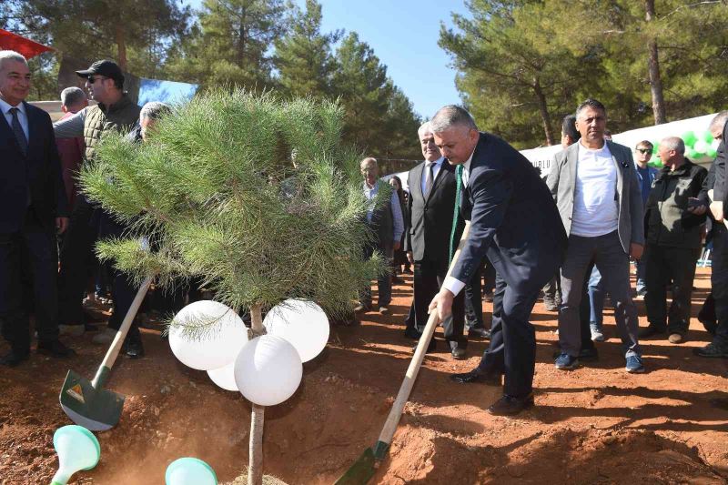 30 dönümlük alanda 3 bin 500  adet kızılçam, mazı ve fıstık fidanı dikildi
