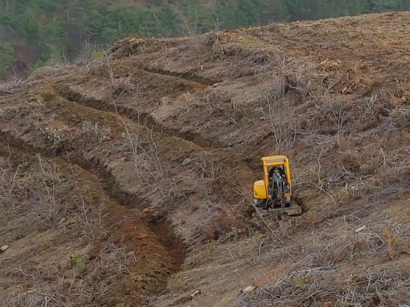 Hatay’da yanan ormanlık alanlar yeşilleniyor