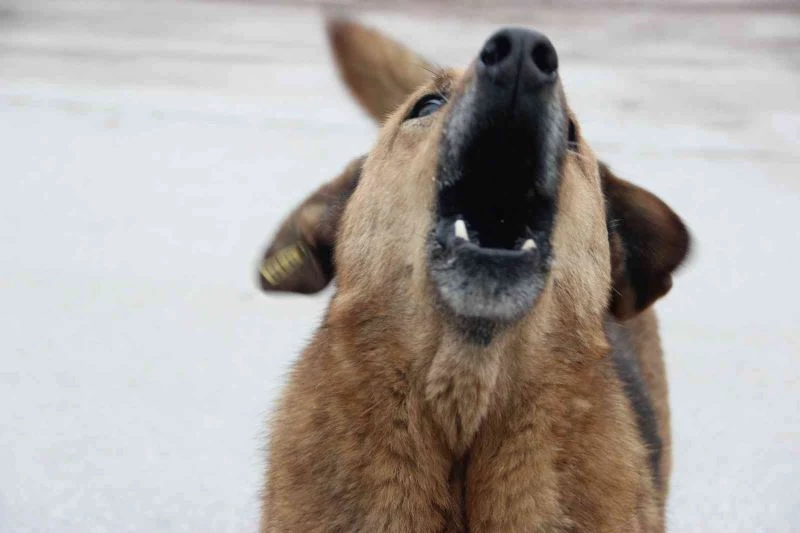 Kuduz hastalığı farklı hayvanlarda da görülebilir

