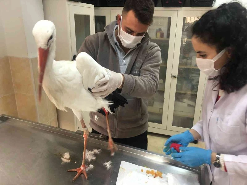 Tekirdağ’ın meşhur leyleği talihsiz bir kaza geçirdi
