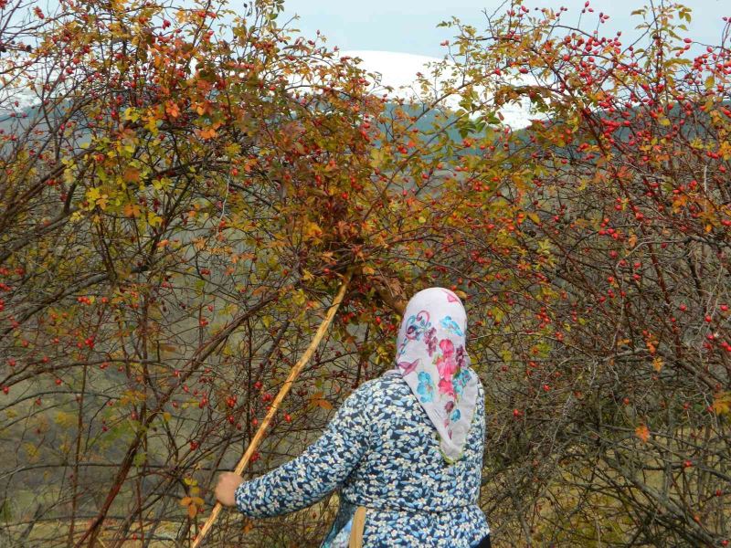 Posof’ta kuşburnu dallarında kaldı
